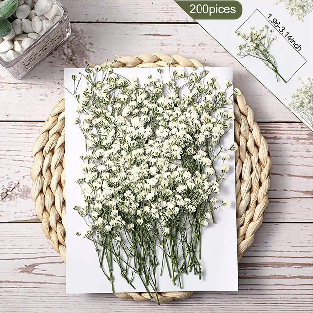 200 Pcs Dried Babys Breath Flowers Bulk Ivory White Babys Breath Natural Dried  Flowers Real Pressed Flowers for Wedding - AliExpress