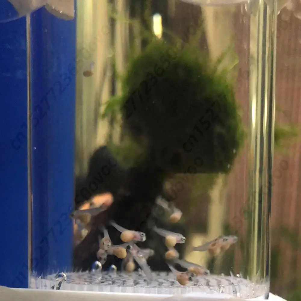 40mm Hatchery Fish Eggs Aquarium Cichlids Tumbler Fish Egg Incubator Accessories