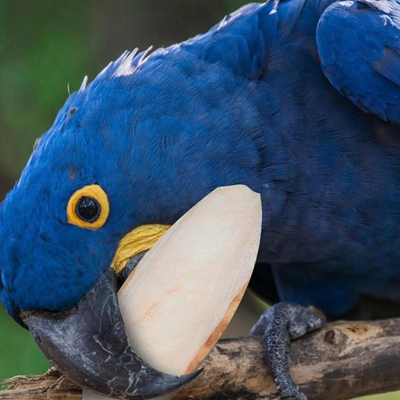 10pcs Bird Perch Cage Parakeet Chewing Toy Cuttlebone for Birds Natural Cuttlebone Pet Supplies Cuddle Bone Toys for Turtles