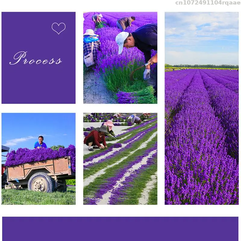 100% Natural 6A Lavender Dried Flowers for Potpourri Sachets Pillow Filling Home Fragrance Wedding Candles Soap Making - Image 3