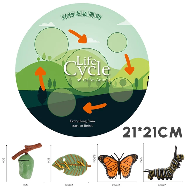 Simulation Animal Life Cycle Children Montessori Toys Insect Plant Growth Cycle Model Biology Science Educational Teaching Aids 6