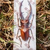 Real spade beetle Cylomatus tarandus tarandus real insect beetle specimen collection DIY crafts home decoration statue 1