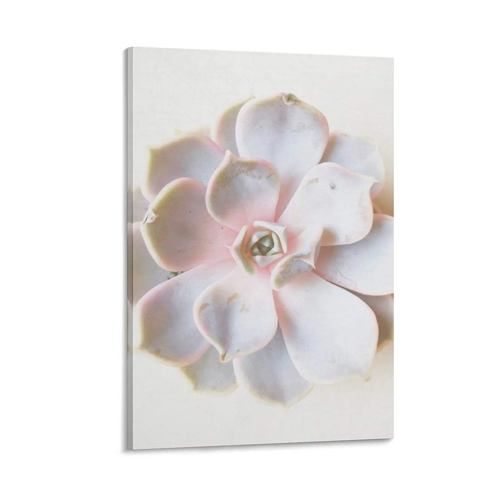 

Pink Succulent II Canvas Painting Decoration home anime decoration poster anime