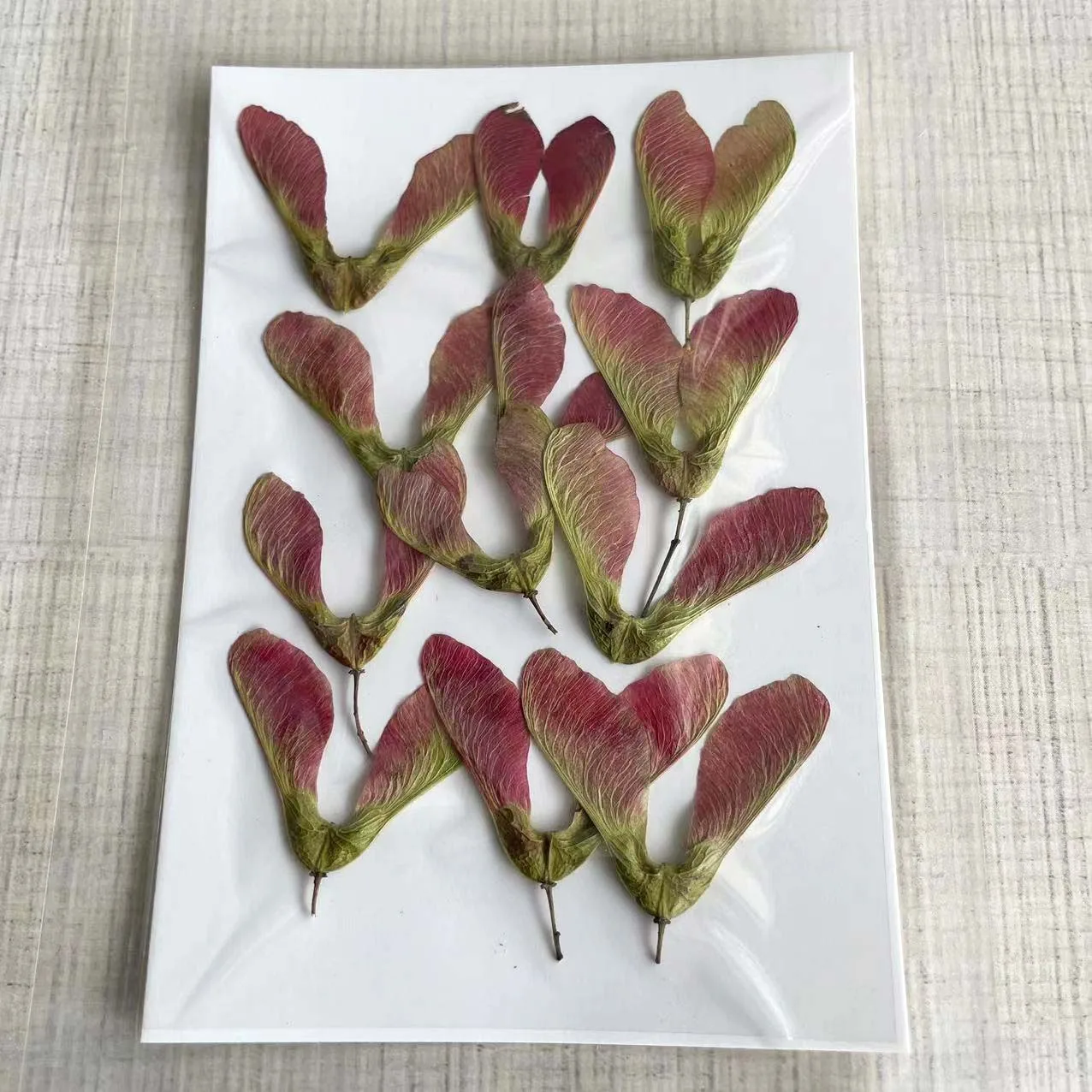 

4-5CM/12&24PCS Natural Dried Pressed Flowers Maple Fruit Branch,Dry Flower Press Leaves DIY For Epoxy Resin Jewellery,Frames