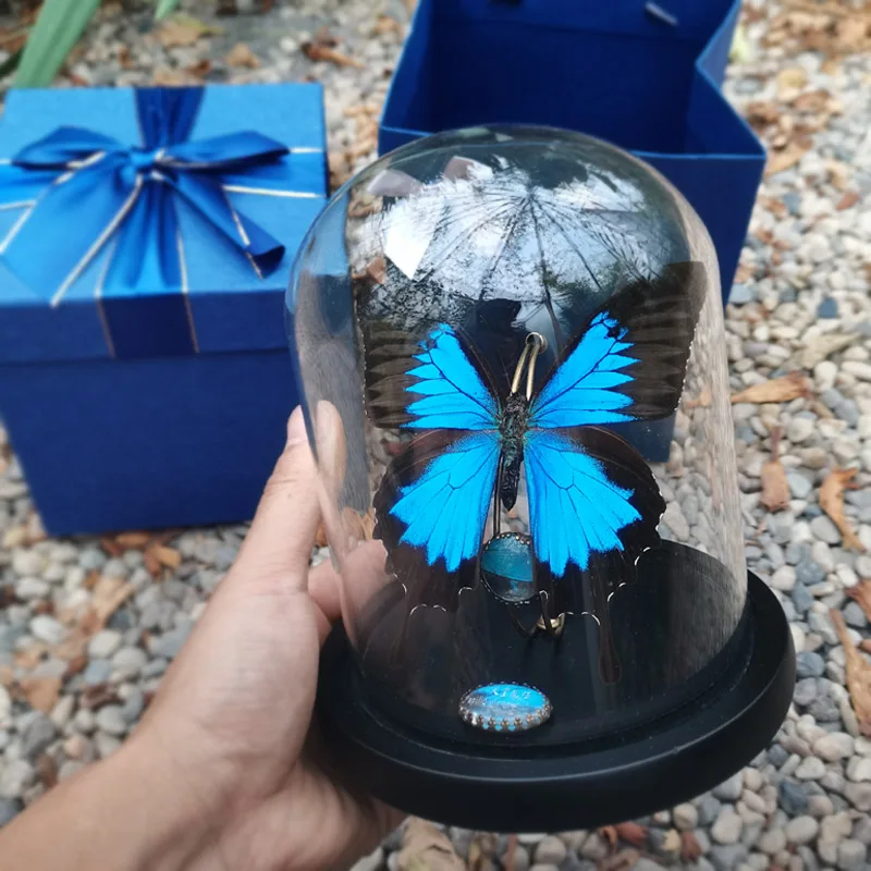 

Real Butterfly Specimen birthday present gift Home Decor Artwork Natural Colorful Education Teaching Table ornament