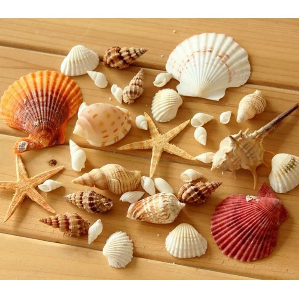 Snail shells and star decorated photography props