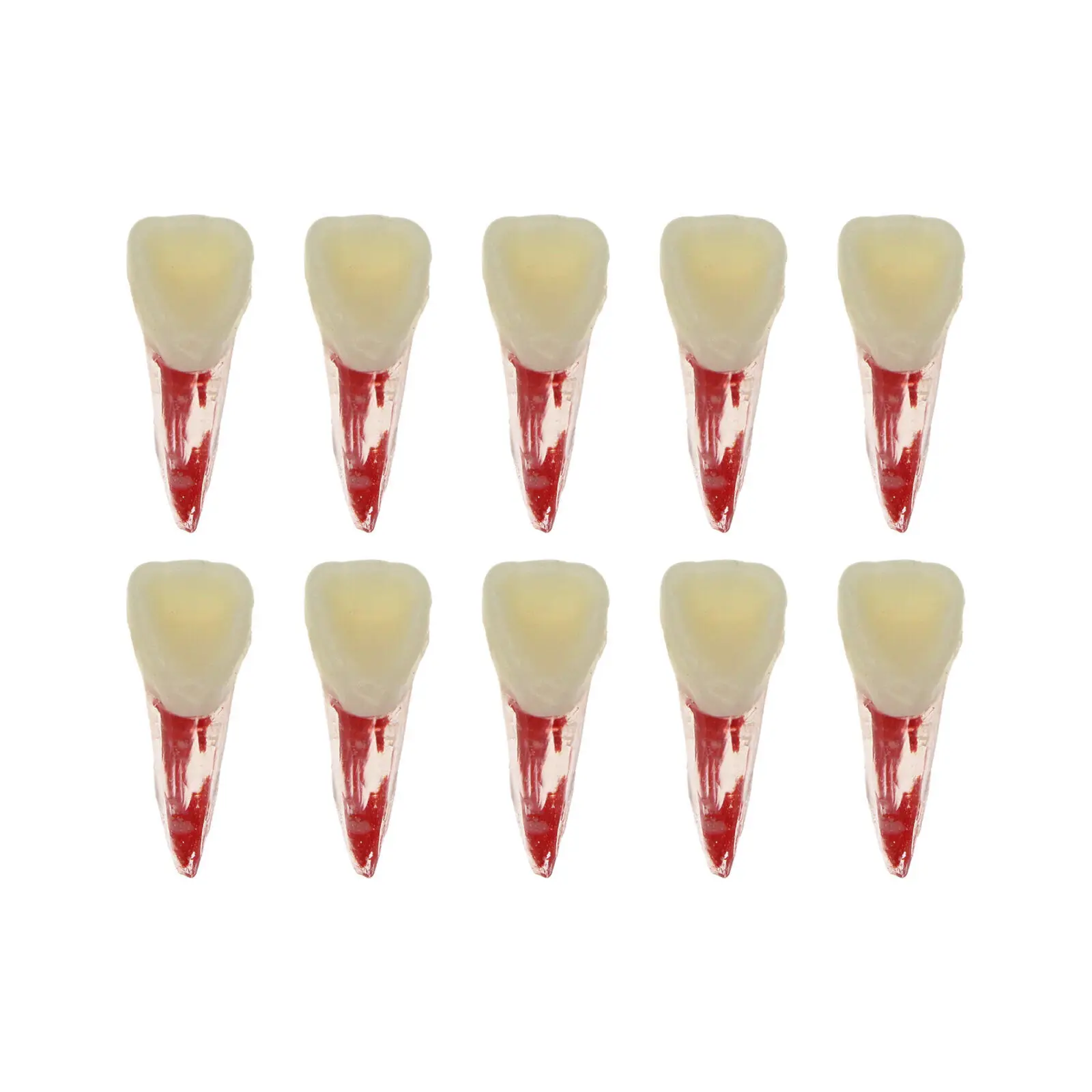 Dental Endodontic Training Model Resin Root Canal RCT Practice Model Teeth Pulp Study Endo Training Blocks Dentist Model Study