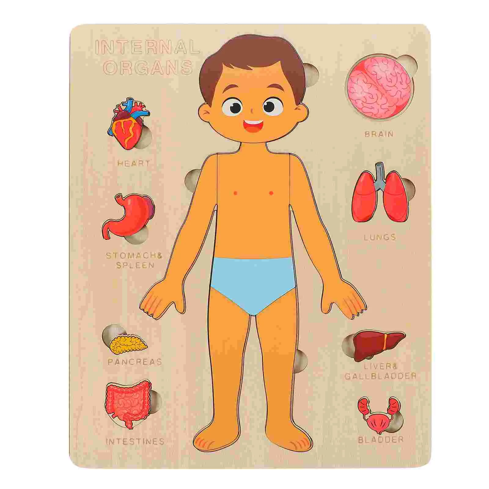 

Jigsaw Human Body Structure Puzzle Child Models Preschool Science Teaching Aids Wood Cognitive Tool