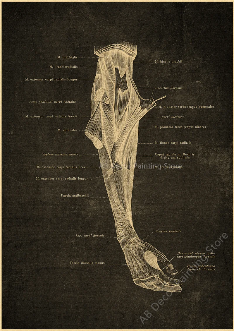 Nostalgic Posters Anatomy Chalkboard Poster Prints Body Parts Heart Hand Foot Drawing Vintage Home Room Art Wall Decor Painting Peckshirt