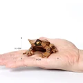 Frog 2