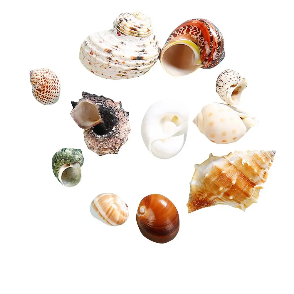 11pcs Hermit Crab Shells Medium Small Growth Turbo Seashells Sea Shell For Hermit Crabs Natural Shell Ornaments