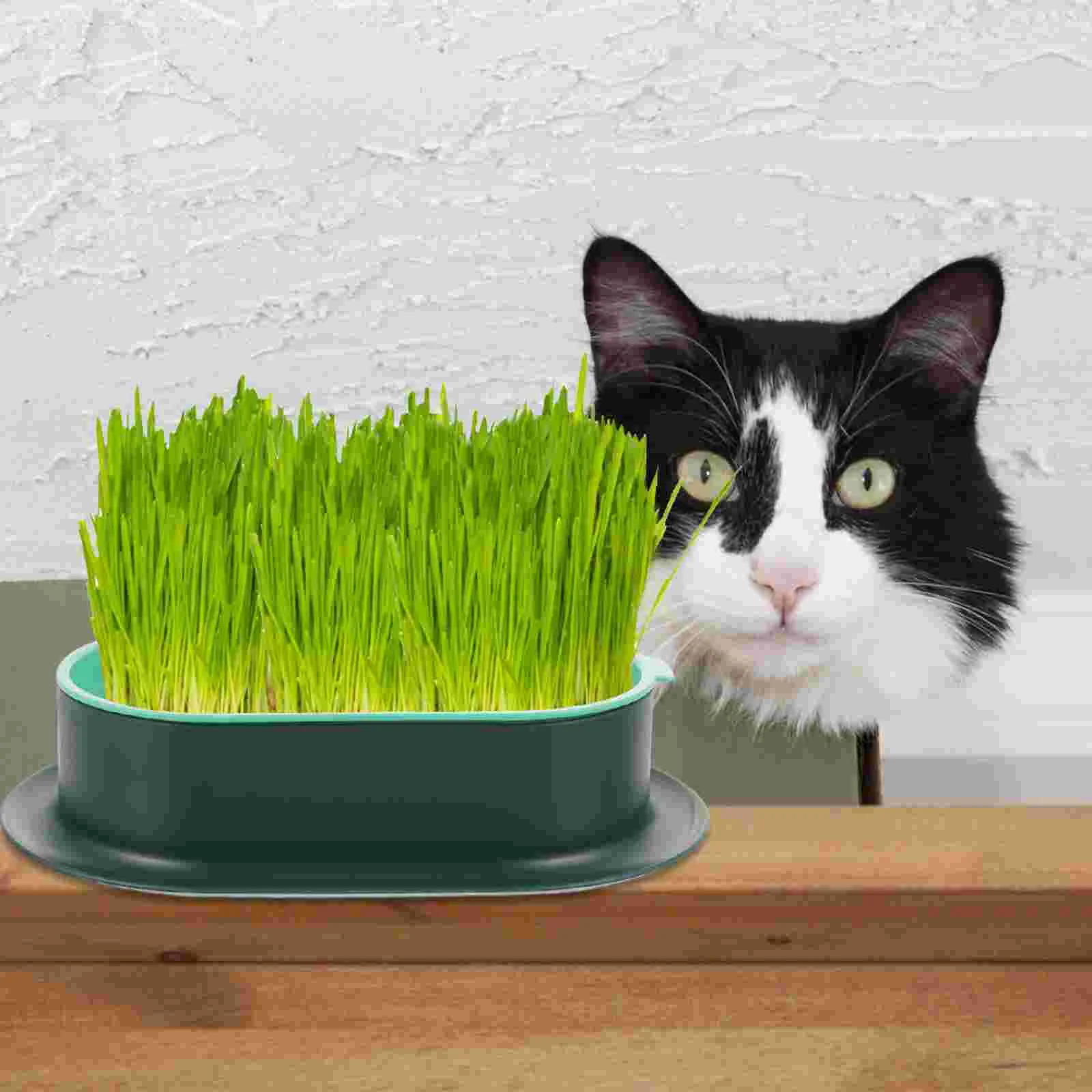 

Cats Grass Hydroponic Box Cat Grass Planter Catnip Hydroponic Planter Catnip Cultivation Tray