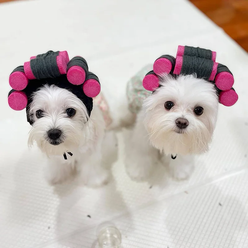 Chapeau pour chiens, Chihuahua, hiver, coupe-vent, chapeaux d'anniversaire,  accessoires pour petits chiens, accessoires pour chiots, livraison directe  - AliExpress