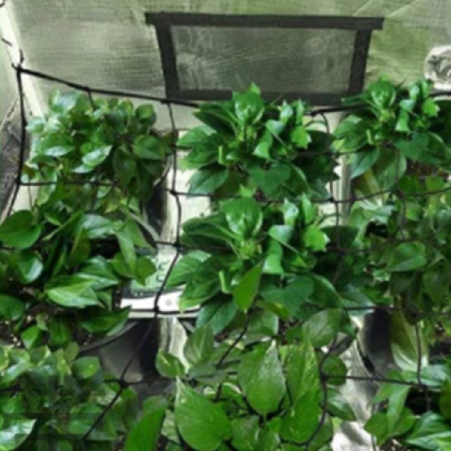 Mesh Trellis Netting for Grow Tents Plant Support Elastic Garden planting network with Hooks Grow Box Kit Low Stress Training