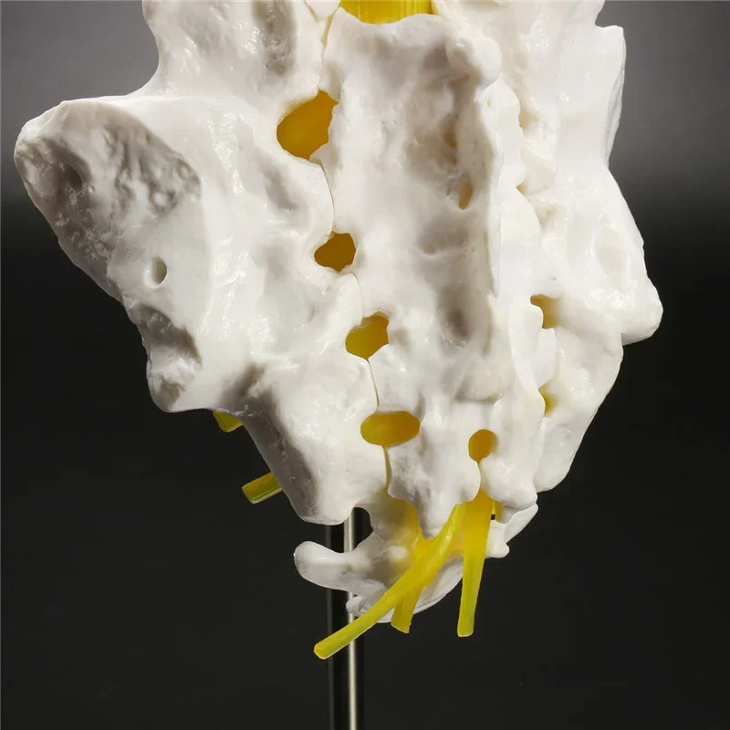 Lumbar Vertebral Spine Model 5