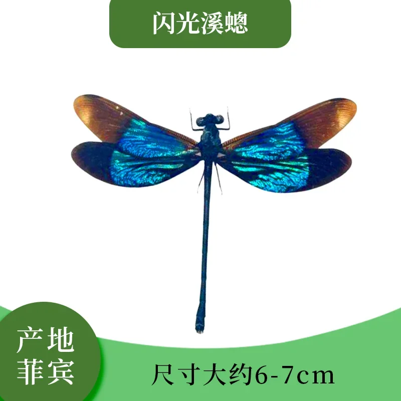 標本箱　トンボ　⑭ 標本箱トンボ⑭