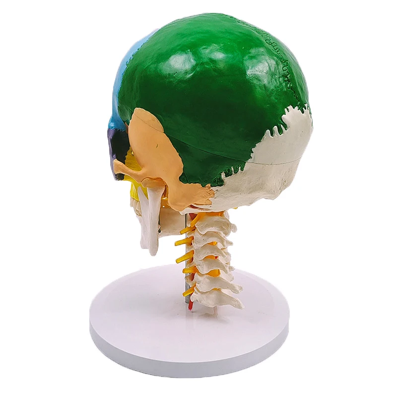 Human Skull Brain Head Model Medical Anatomy Model Medical Science Teaching Resources