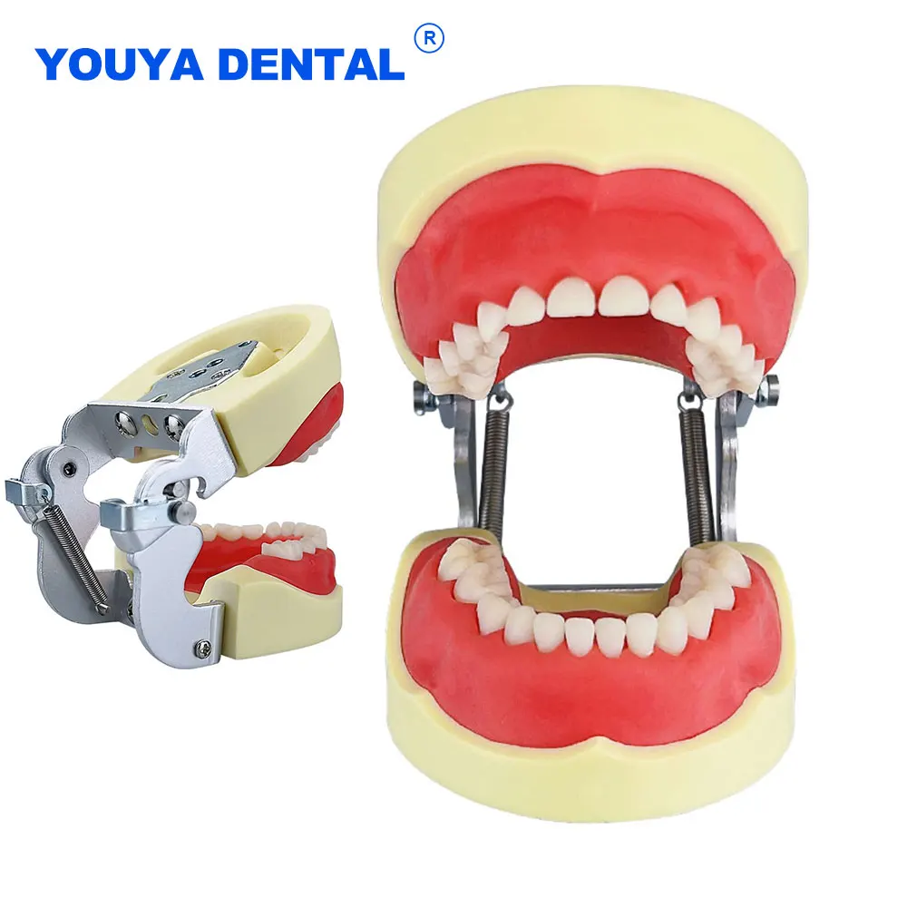 

Детская стоматологическая модель с резинкой, съемные зубы, стоматолог, студенческая практика, обучающая модель, демонстрационный инструмент