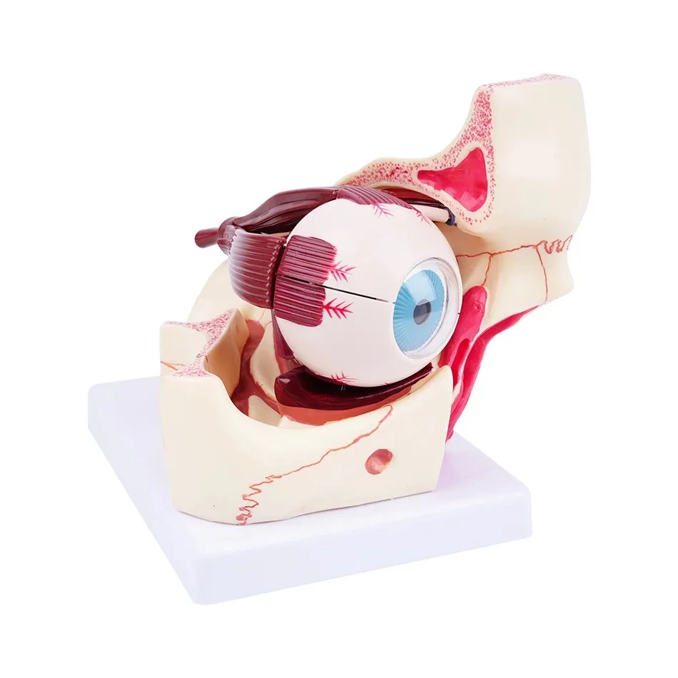 High Quality Biology 3 Times Human Eye Model Giant Anatomy for Science Teaching Medical