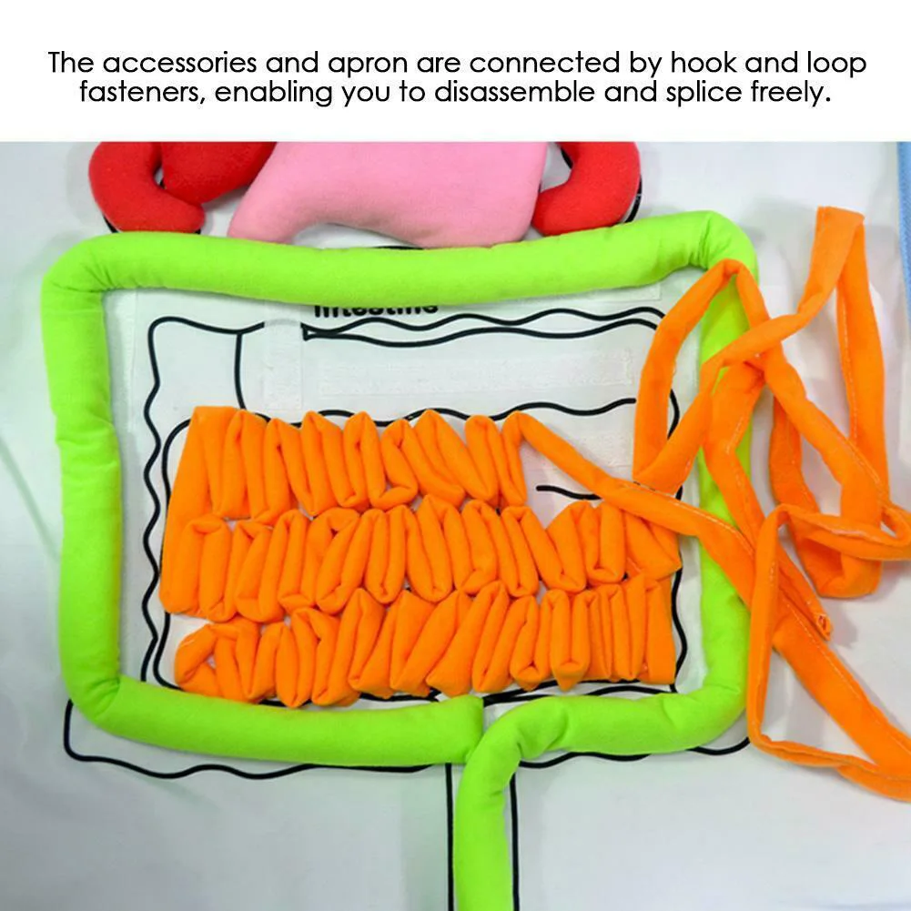 Anatomy Organ Toys Human Body Organs Awareness Model Children Developmental Puzzle Early Learning Aids Body Parts Insights Apron 2
