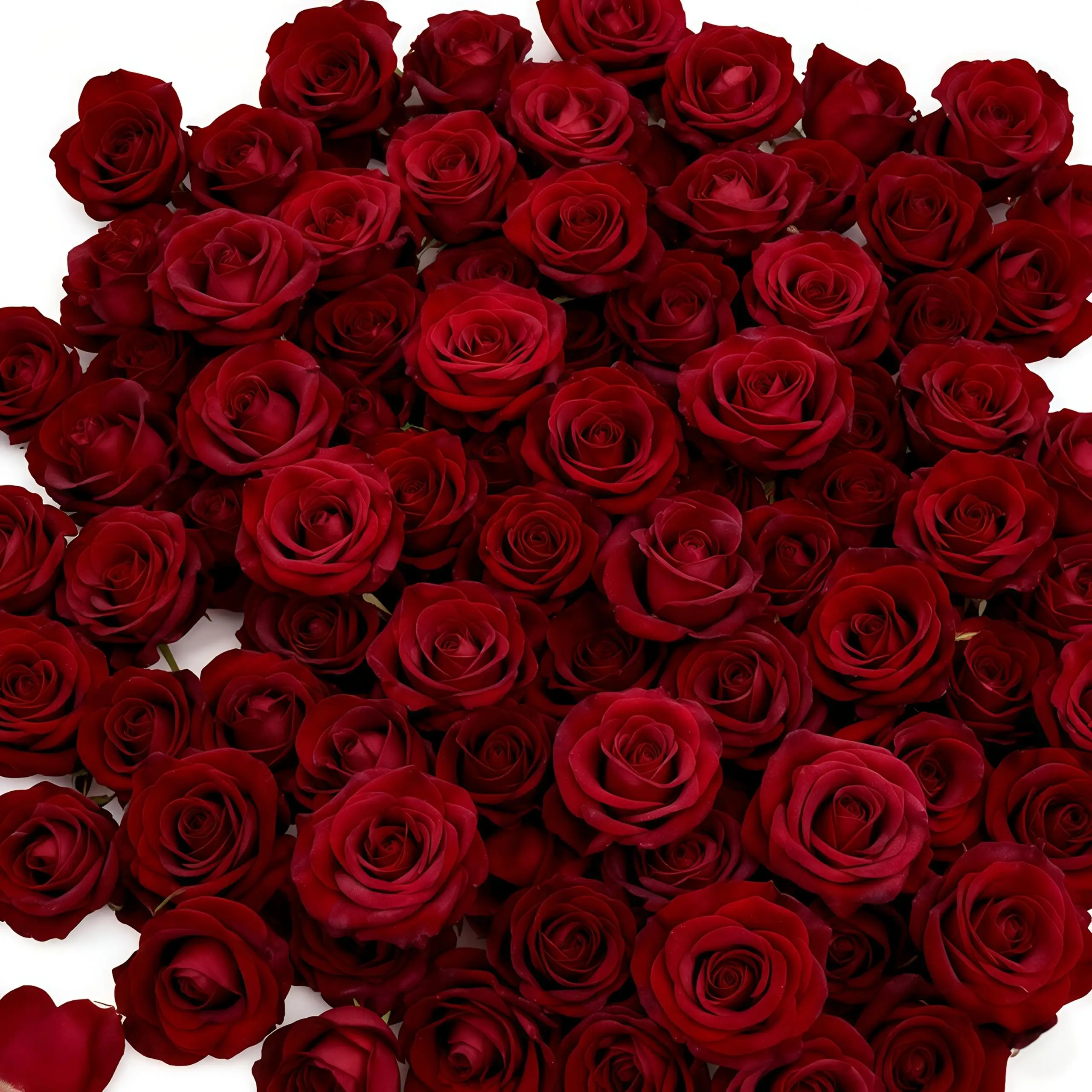100 künstliche Rosenblütenköpfe, perfekt für Valentinstag, Hochzeits-DIY-Projekte und Ehe-Vorschlagdekorationen.