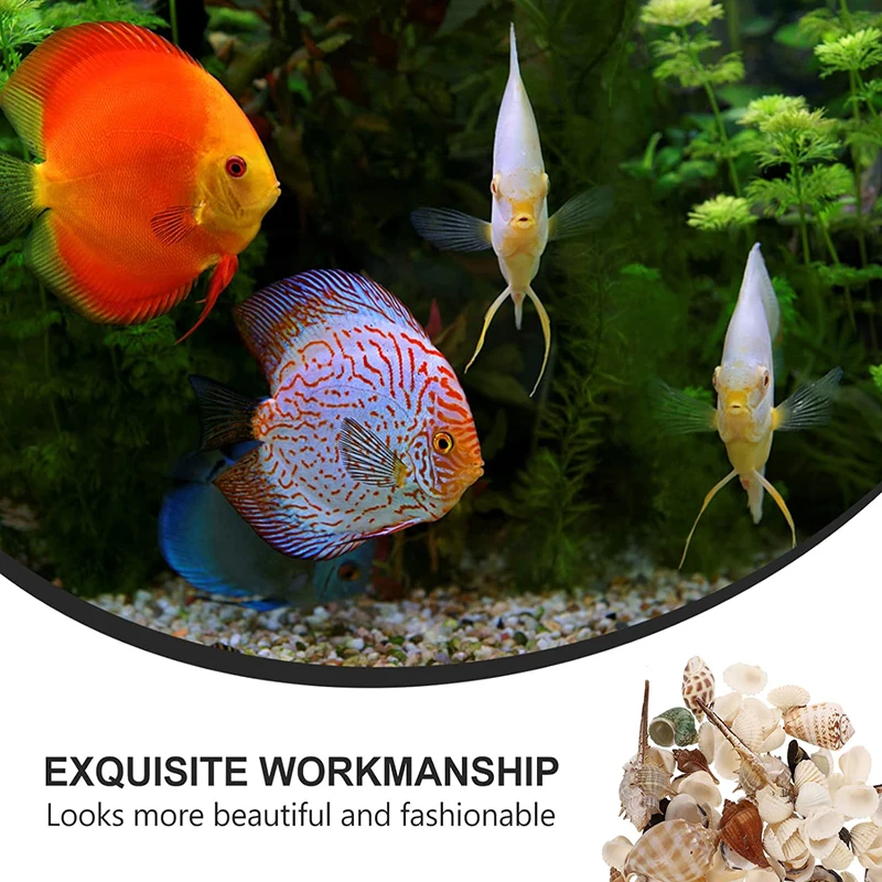 Mixed Size Ocean Sea shells Wedding Decor Beach Theme Party Home Decorations Fish Tank Decorations 250~200g Natural Shell Ornaments