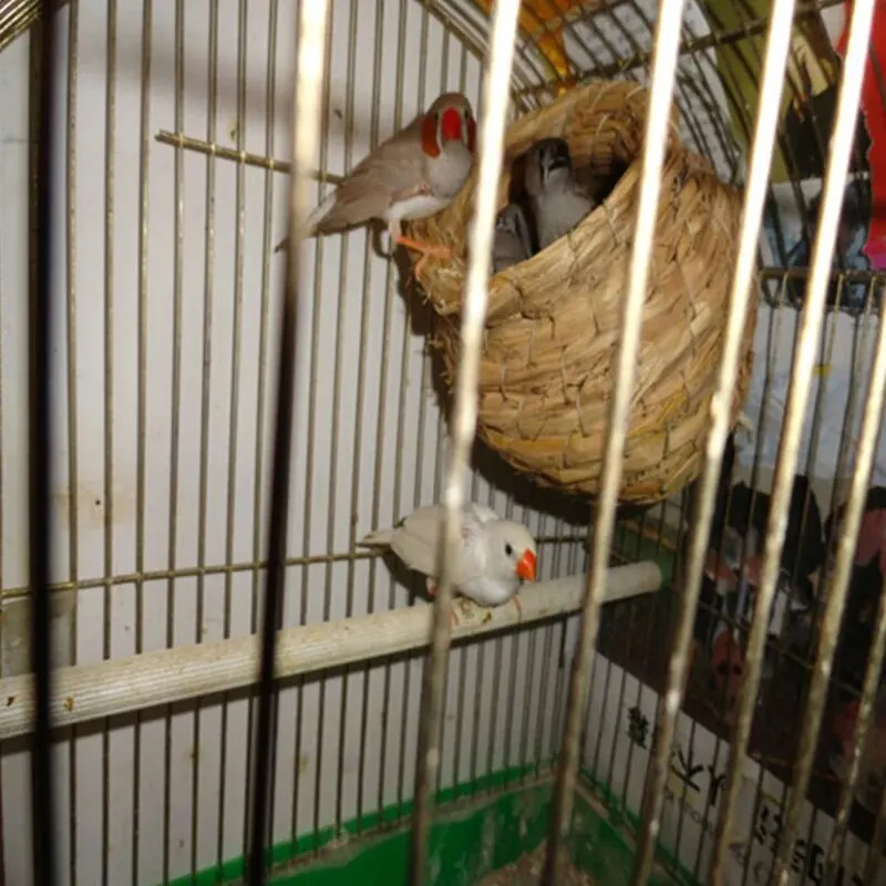 Birdcages Straw Bird Nests Natural Grass Woven Birdhouse Resting Breeding Nesting Cages Hideaway Shelter for Finch Canary
