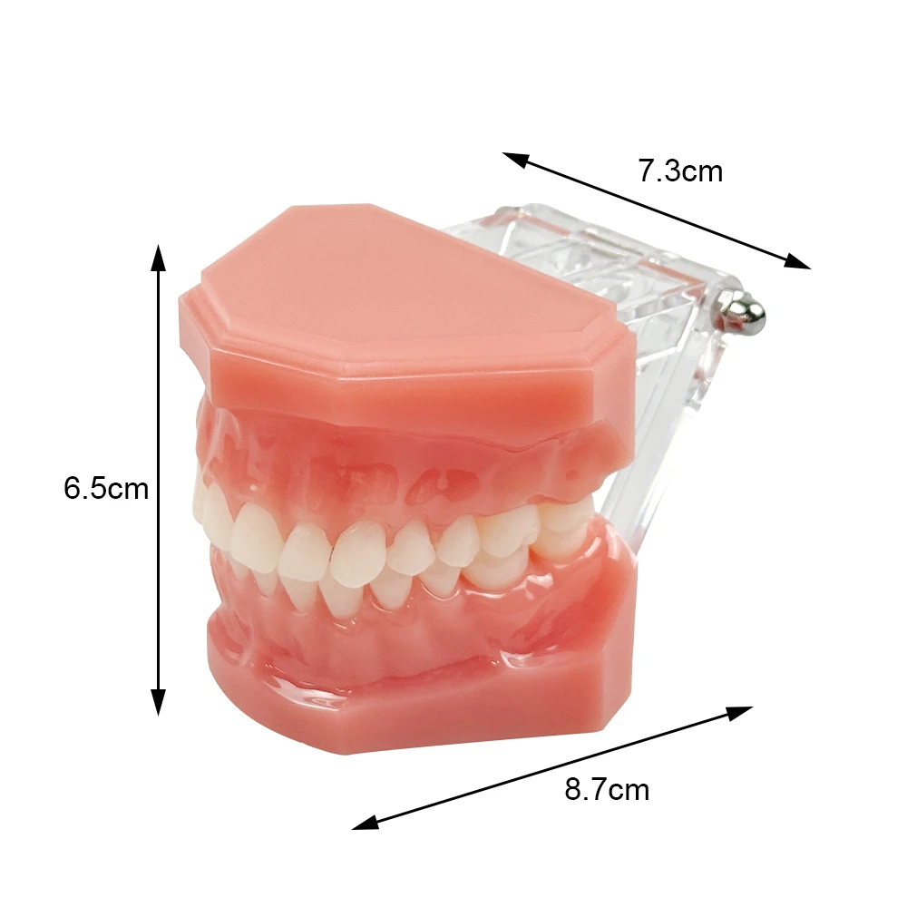 치과 고품질 28개 치아 표준 레진 모델 M7003 구강 연습 모델 치과 교육 및 훈련 도구