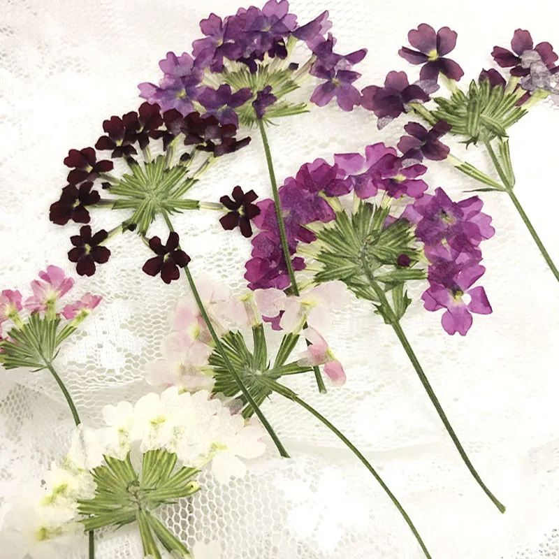 Dried Flowers Invitation Card Dried Pressed Flowers Phone Case