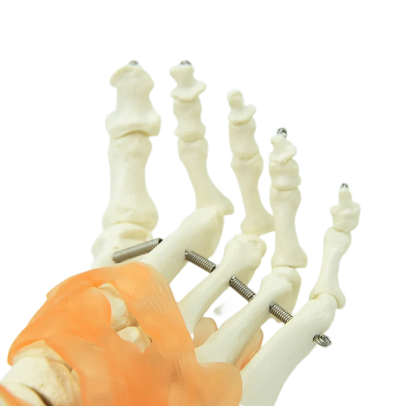 Human Joint Model Foot Include Ligaments Medical Science Life Size Ankle Anatomically Teaching Resource