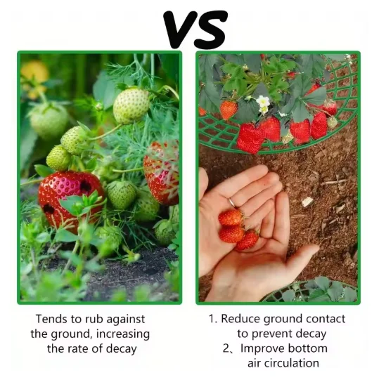 Supporti per piante di fragole da 10/20/50 pezzi con tre robuste gambe - immagine 6