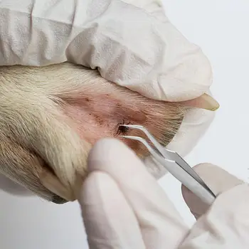 3Pcs Pet Flea Remover Tool Kit Plastic Scratching Hook Remover Pet Cat Dog Grooming Supplies Tick Picker Pet Accessories 4