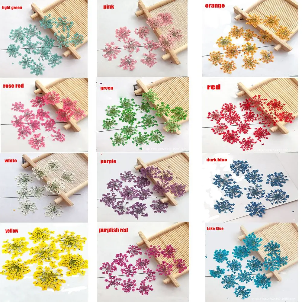 Description Picture 3 of item12pcs/set Pressed Dried Ammi Majus Flower True Flower Hand-made Plant For Home Party Decoration Gifts Crafts DIY Party Supplies