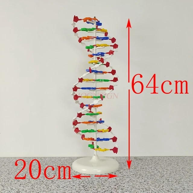 Instrumento molecular modelo de estructura de doble hélice de ADN para  escuela secundaria, material didáctico, modelo de estructura molecular -  AliExpress