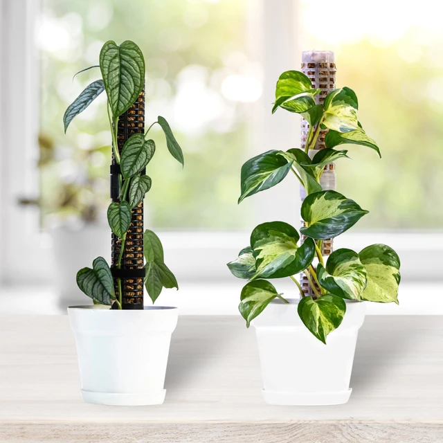 Moss Pólus A Mászó Növényekhez Egymásra Rakható Mohás Bothoz Cserepes Növények Monstera Moha Vasúti Növény Felfelé Termeszthető - Image 3