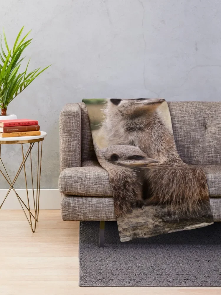 Meerkat   , ħ  ö 