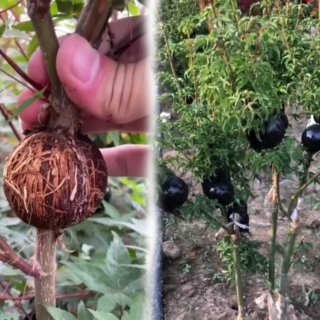 5 Cm -Es Gyökérnövekő Növény Gyökerező Golyó Óvoda Tálca Fa Gyökér Növekvő Doboz Műanyag Tok Fazék Oltása Nagynyomású Átlátszó Fekete - Image 3