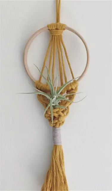 Air Plant Holder 05