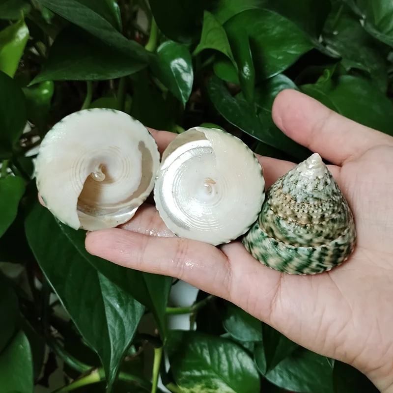 3 PCS Pyramid Top Shells, Green Top Snail Natural Tectus Pyramis Sea Shells Specimen Collectibles Fish Tank Aquarium Landscape