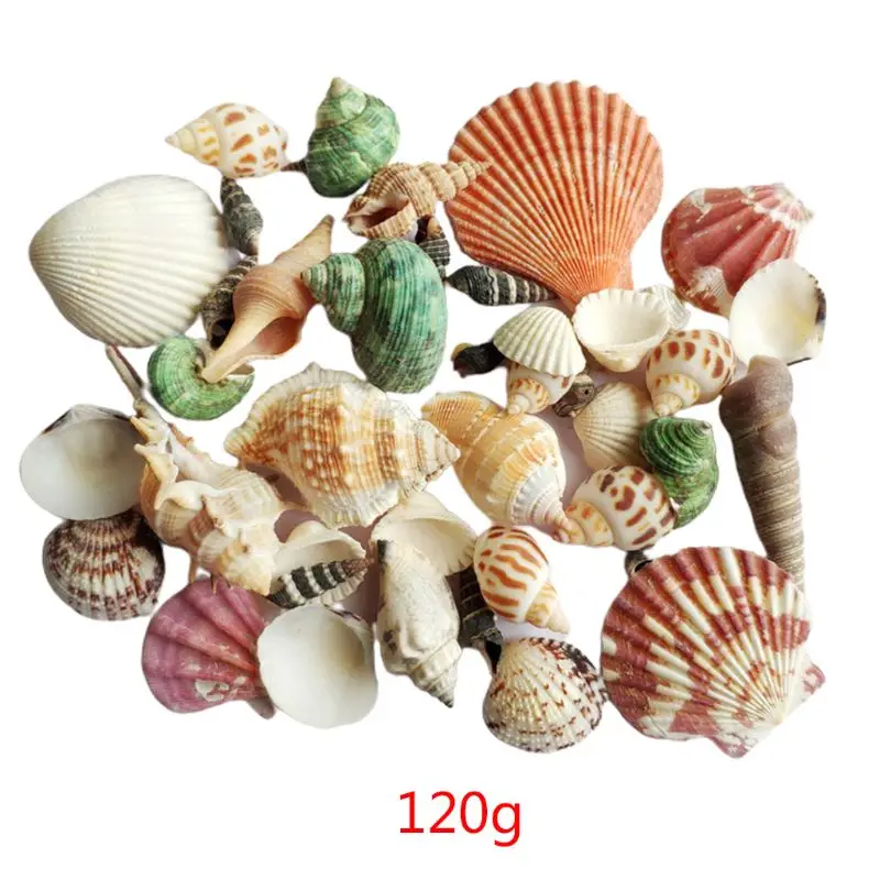 Natural Shell Ornaments 120g Natural Seashell Sea Conch Hermit House Aquarium Crafts Decorations