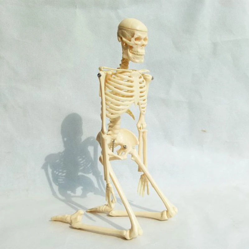 Mini squelette humain médical pour anatomie, modèle de squelette humain  complet de 17.72 pouces avec bras et jambes mobiles avec Base - AliExpress