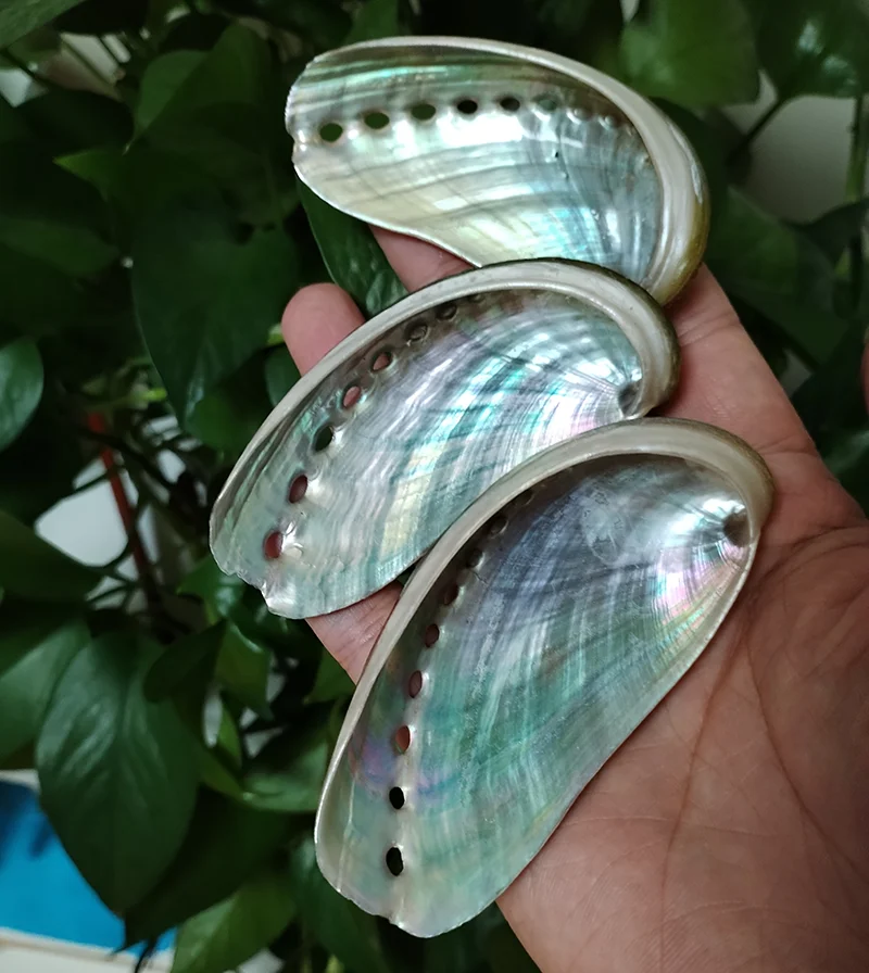 8 PCS Donkey Ear Abalone Shells Natural Haliotins Asinine Seashell DIY Crafts Arts and Home Decor (2 inches-4 inches) natural shell ornaments