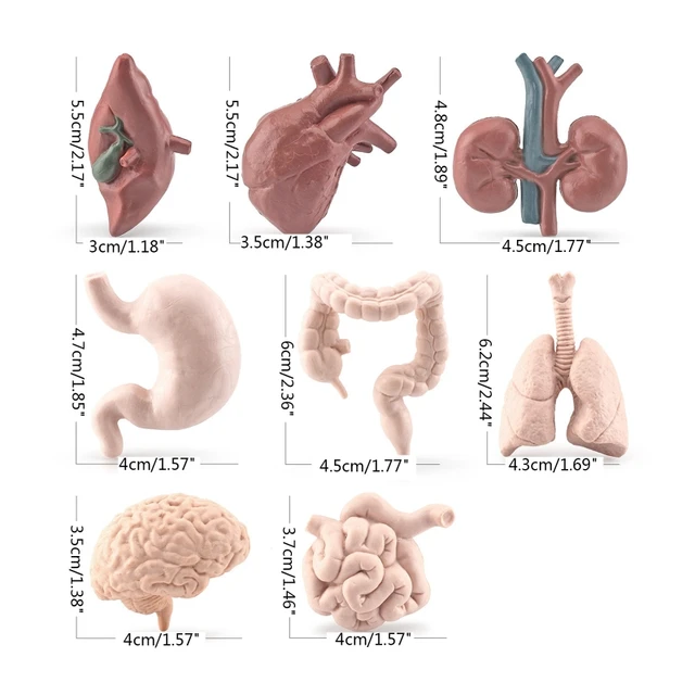 Human Torso Body Organ Miniature Anatomy Organs Model Education Montessori Toy Kiddie Boy Girl Collection Figurines 8PCS 6