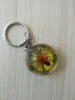 Insect Resin Keychain Specimen Crab Spider Scorpion Golden Turtle Wasp Spade Beetle Red Bean Ant Key Chain Decoration 2