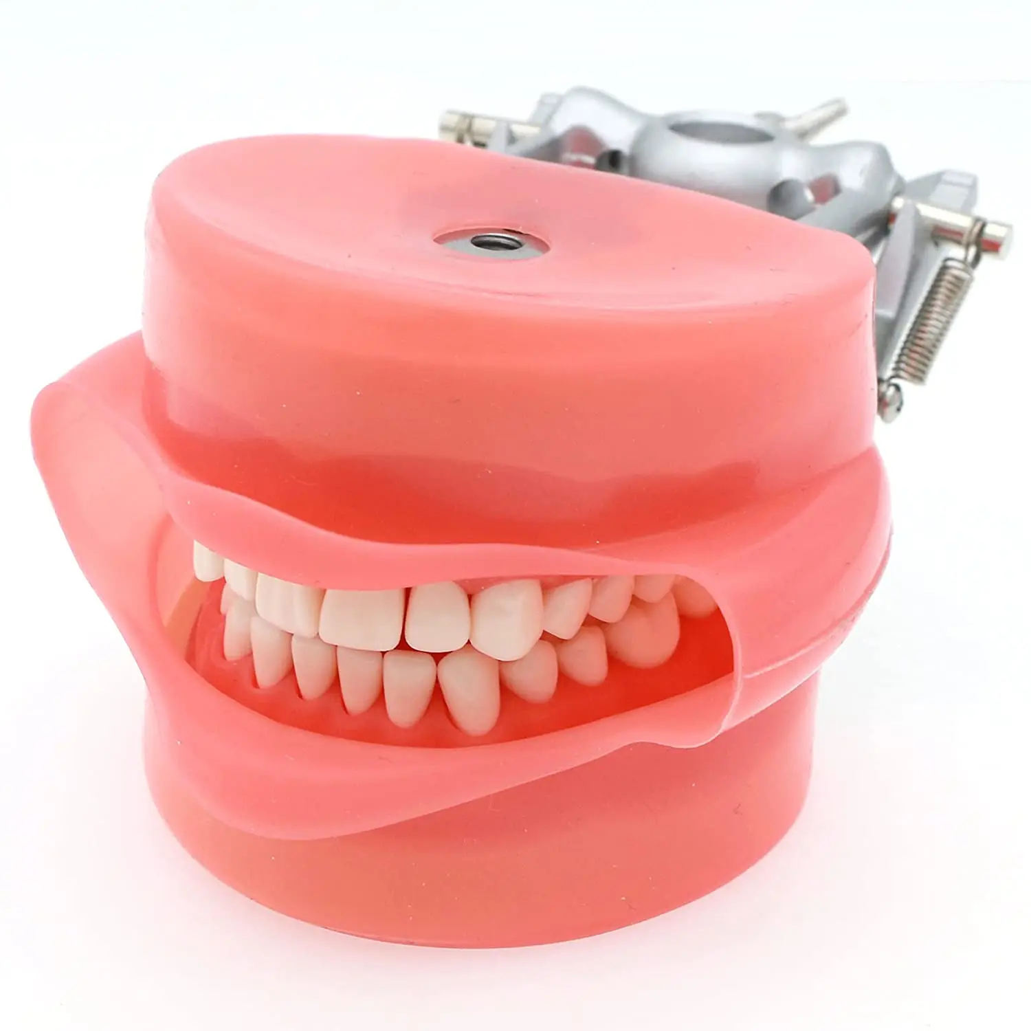 Dental Typodont Model Compatible Kilgore NISSIN 200 Type with 32 PCS Removable Teeth and Metal Bracket Model for Demo