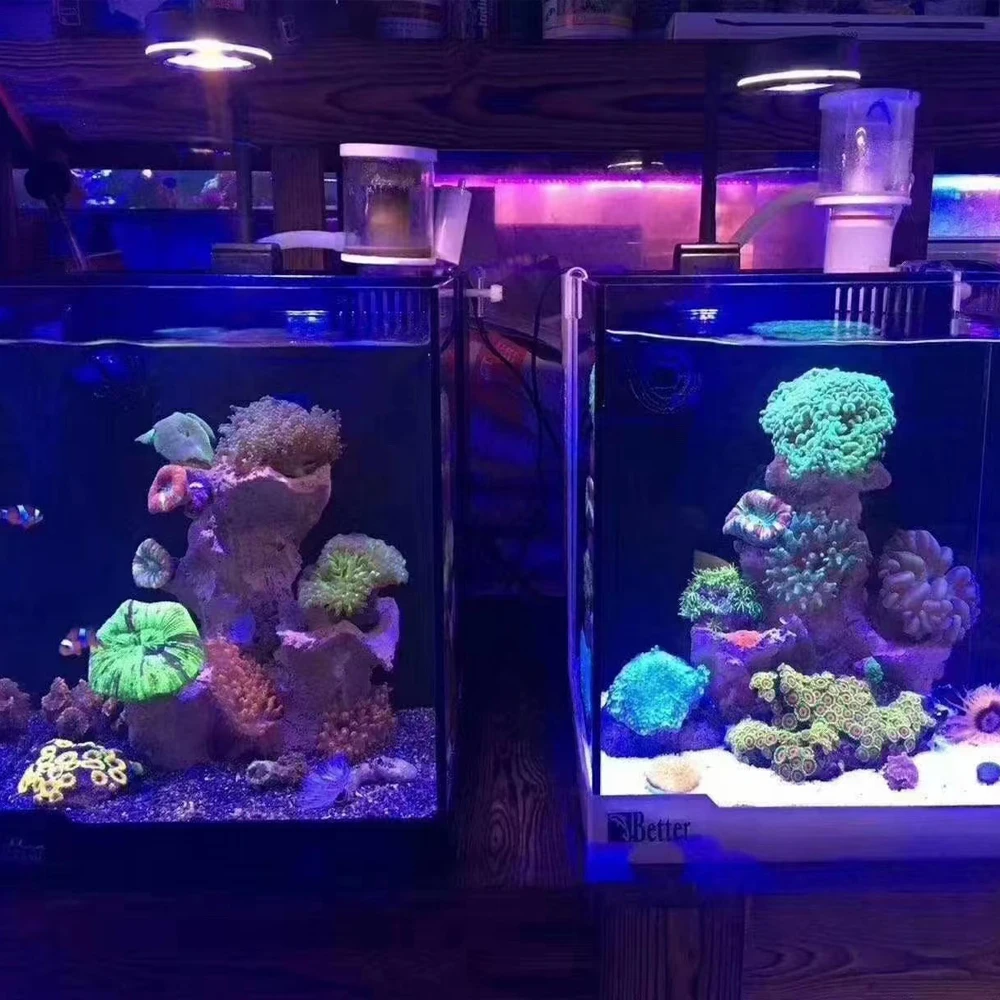 ピコミアン水族館 LED ライトサンゴ SPS LPS コアルリーフ