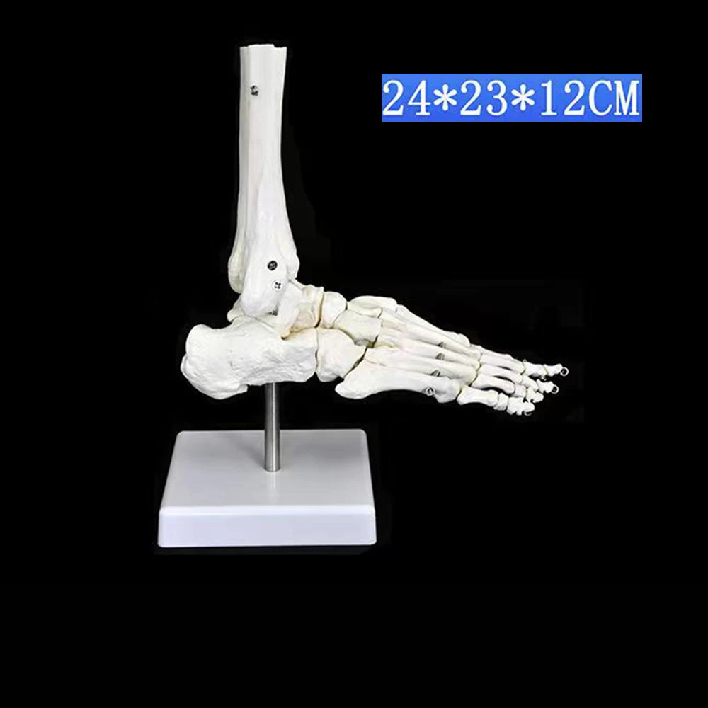 Medical Science 1:1 Human Palm Foot Skeleton Anatomy Model Student Teaching Resources Anatomia Humana Biologie Use Tools Kit anatomical models