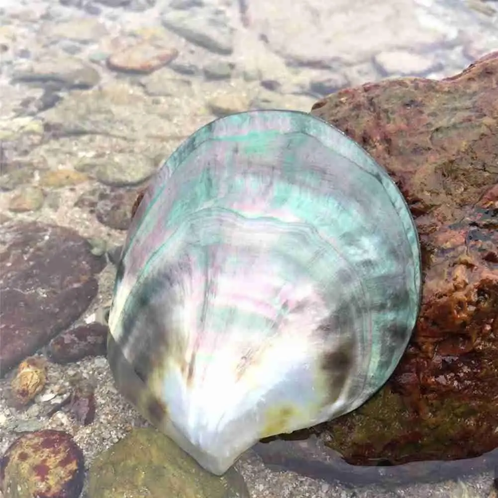 7080mmNaturalBlackShellMopTahitiSeashellCharmScallopWedding