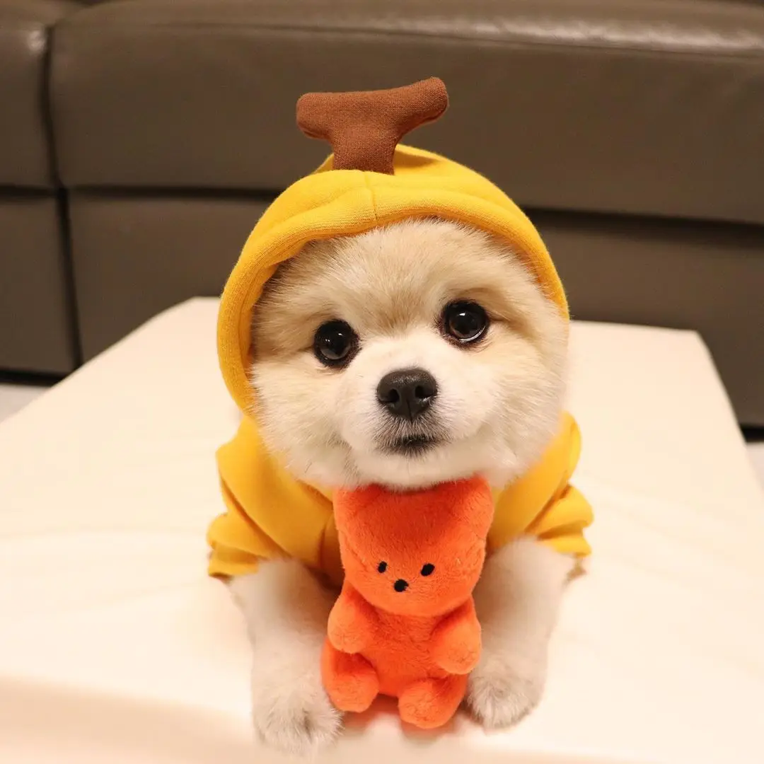 Küçük Köpek Cızırtılı Oyuncaklar Yavru Ayı Şekilli Sevimli