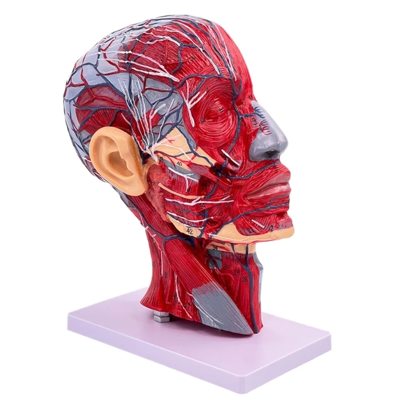 

Human Surface Neurovascular Model Anatomical Head Model Teaching Learning Tool